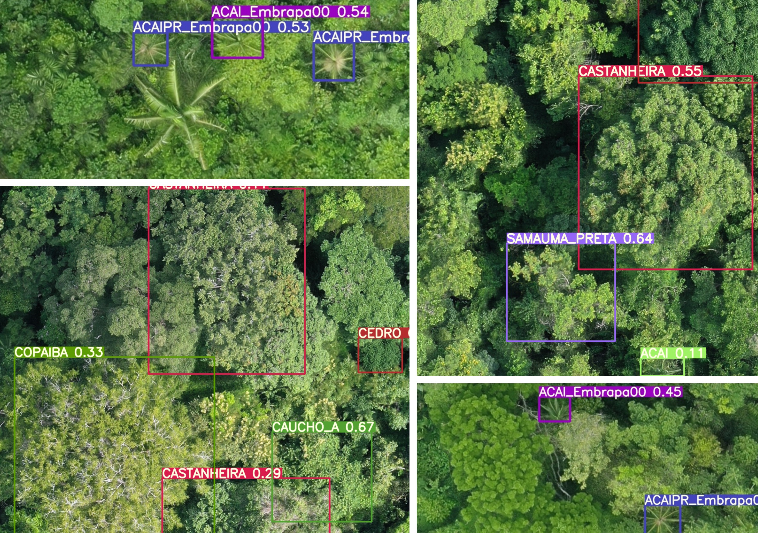Netflora no QGIS: a IA da Embrapa que identifica espécies florestais em imagens de drone